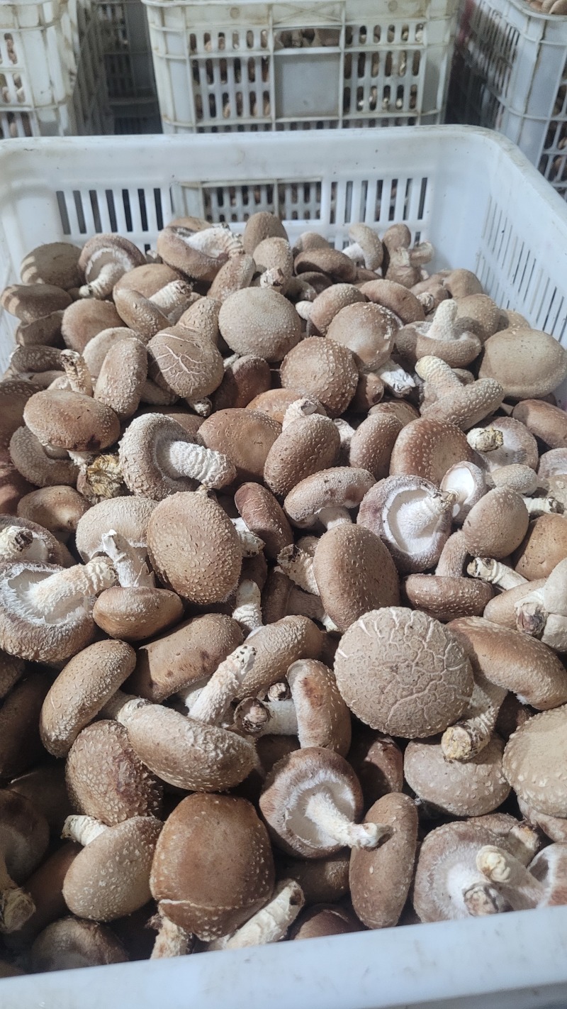 山西沁水反季节香菇大量上市，白面中菇欢迎采购