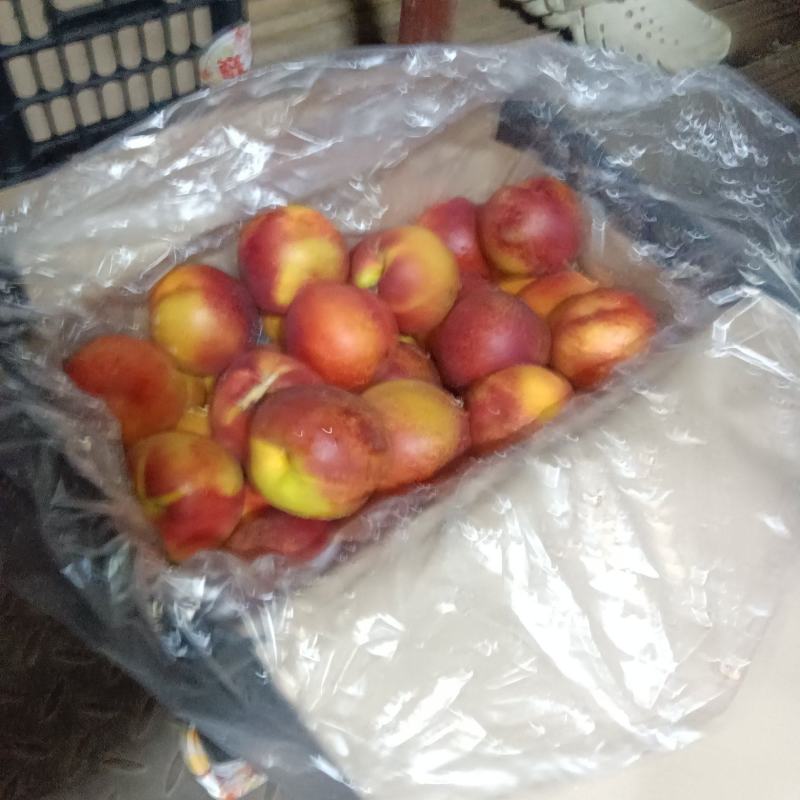 金红油桃
