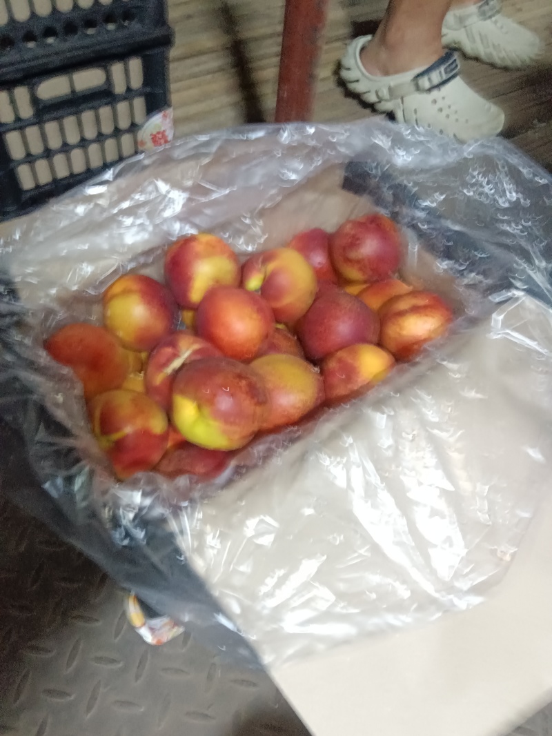 金红油桃