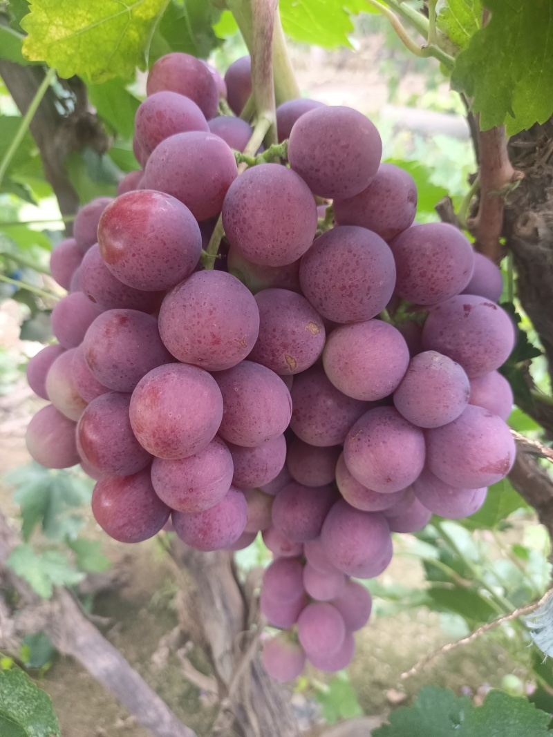 红提葡萄