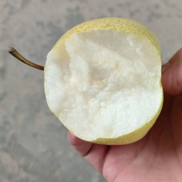 乾县泔河酥梨已成熟，有需要的老板可以联系，皮薄肉细