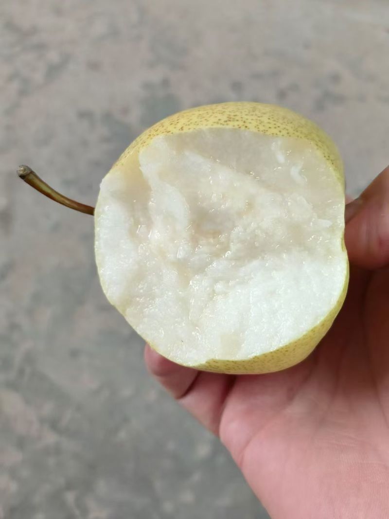 乾县泔河酥梨已成熟，有需要的老板可以联系，皮薄肉细