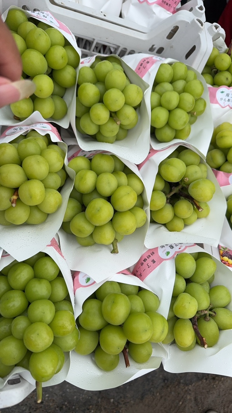 应季葡萄电商供货