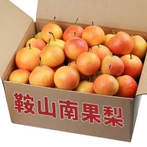 辽宁鞍山海城南果梨
