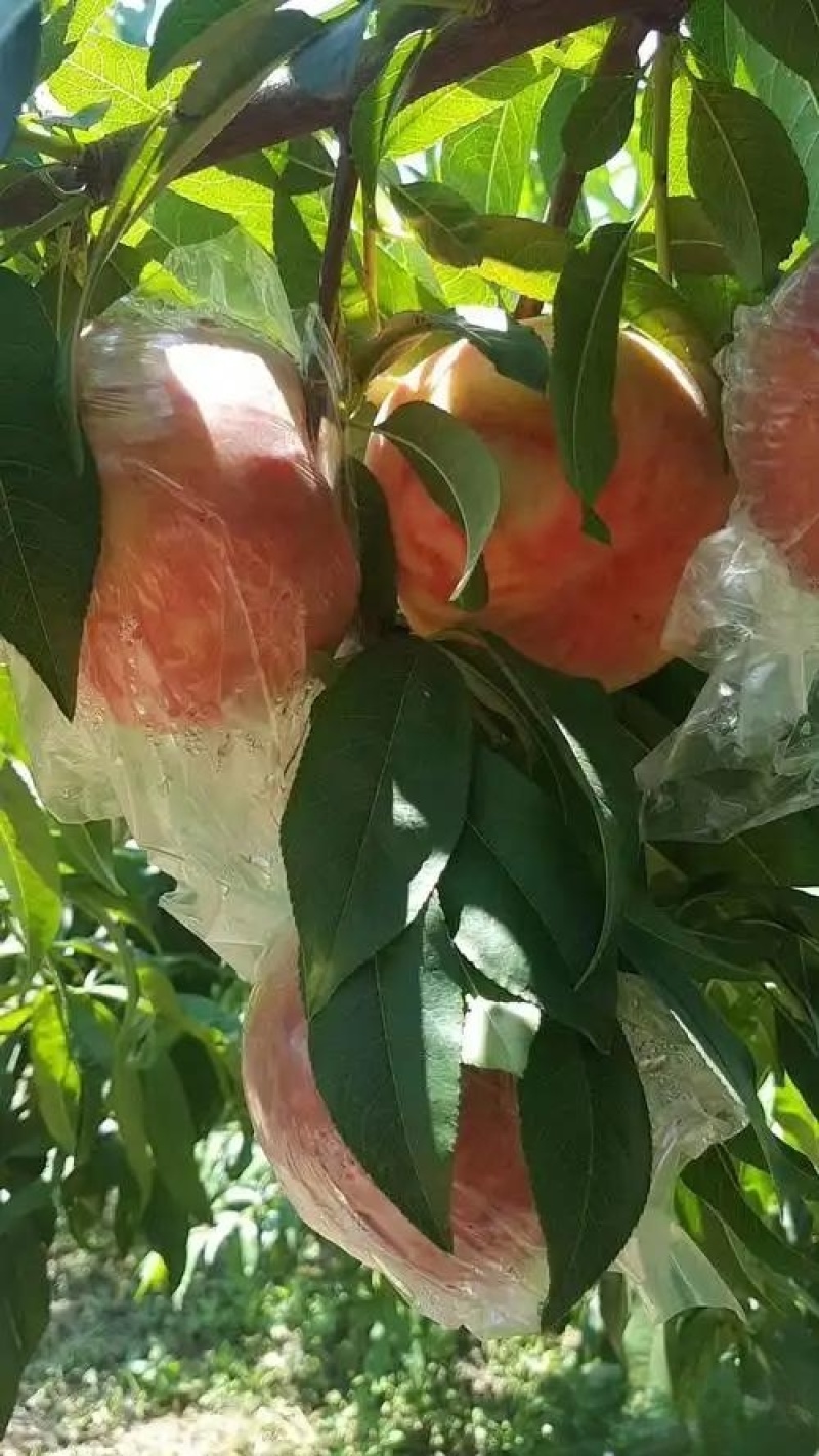 陕西阿布白桃，秦王桃，富岛桃，超越桃，毛桃产地批发价格