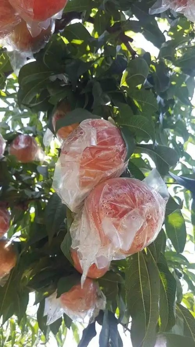 陕西阿布白桃，秦王桃，富岛桃，超越桃，毛桃产地批发价格