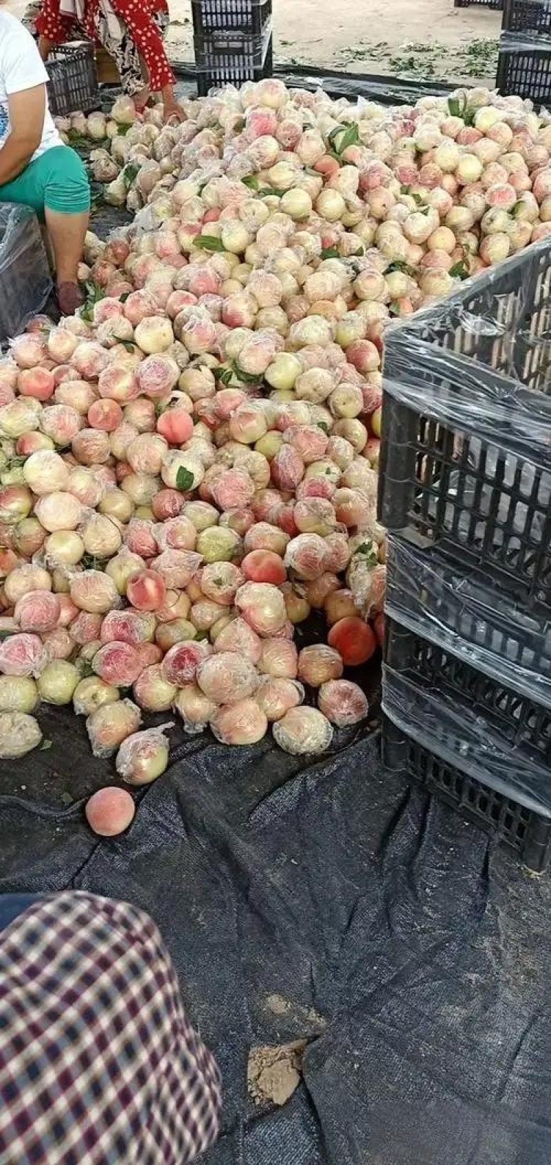 陕西阿布白桃，秦王桃，富岛桃，超越桃，毛桃产地批发价格