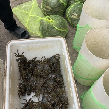 精品六月黄，可批发，可电商一件代发。【只做精品】