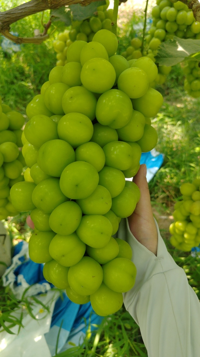 三十余亩阳光玫瑰已成熟有需要联系：***********