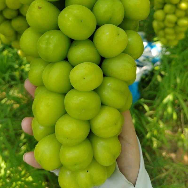 三十余亩阳光玫瑰已成熟有需要联系：***********