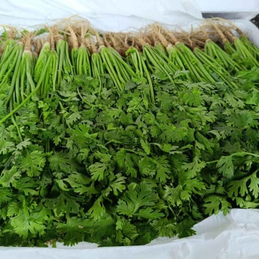 产地货源精品香菜通货出口商场销售市场批发
