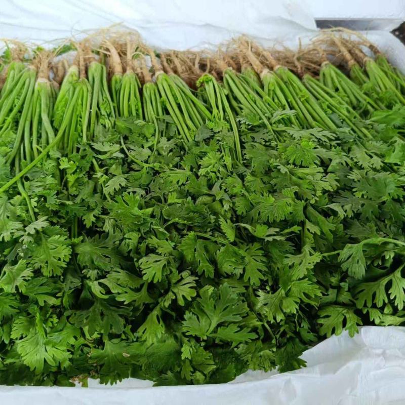 产地货源精品香菜通货出口商场销售市场批发