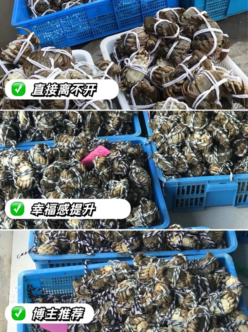 精品六月黄，可批发，可电商一件代发。【只做精品】