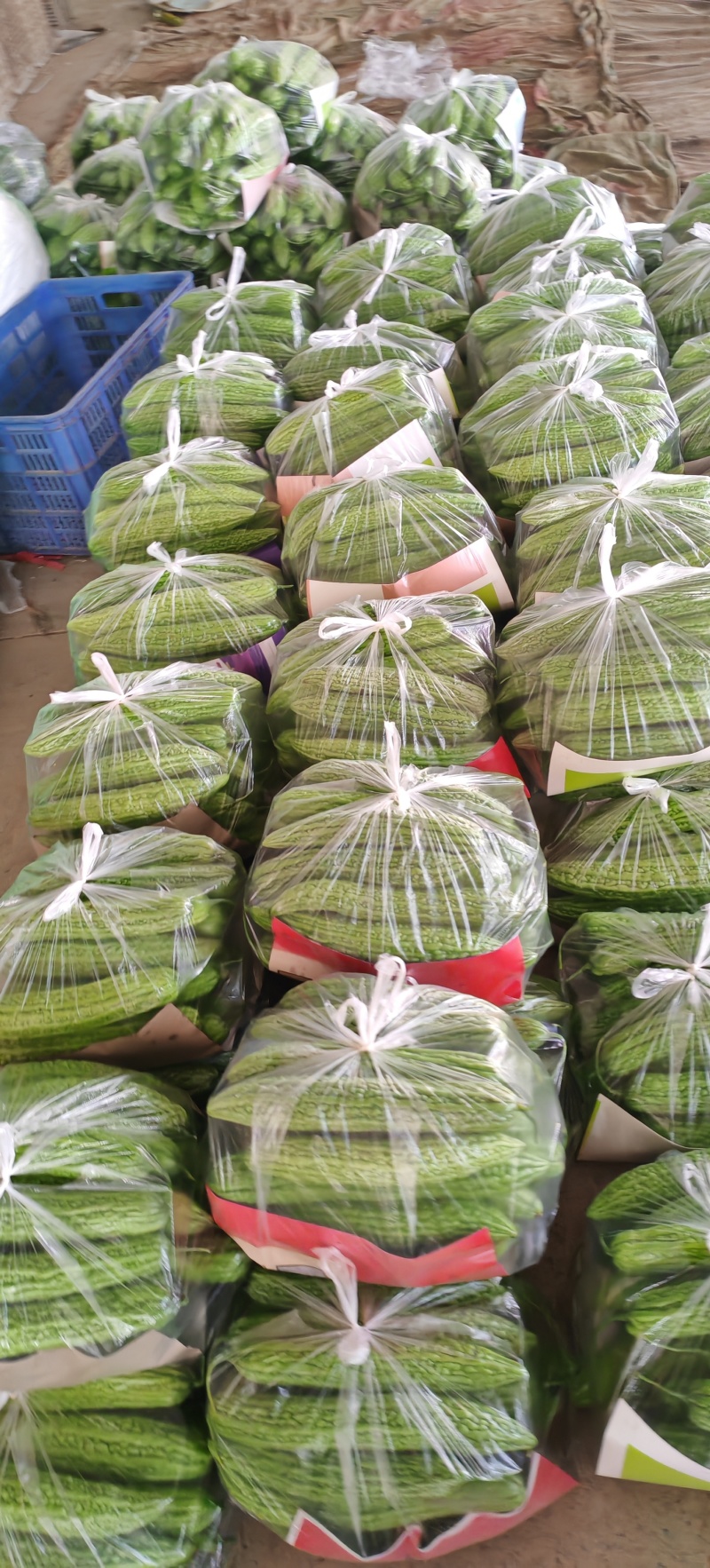 精品苦瓜通货苦瓜都有，量大从优