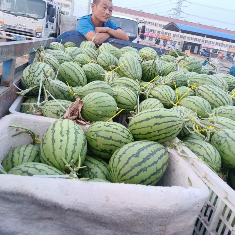 【热卖】辽宁产地精品吊瓜2k大量供应甜度高水分足质