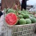 【热卖】辽宁产地精品吊瓜2k大量供应甜度高水分足质