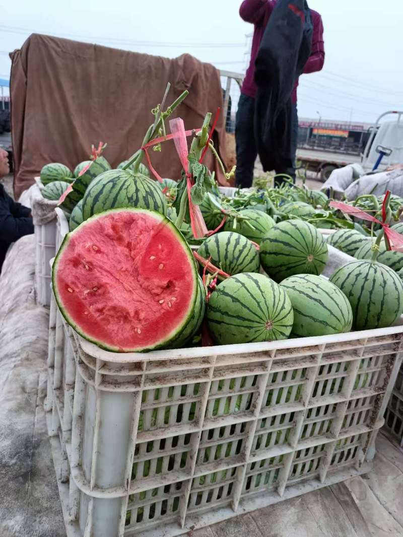【热卖】辽宁产地精品吊瓜2k大量供应甜度高水分足质