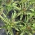 中华火炬红尖叶青肉香莴笋种子耐寒莴苣大田用种肉翠绿