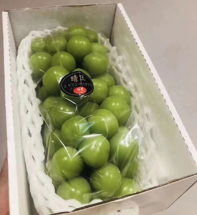 【阳光玫瑰】陕西产区—大量供应—产地直发—可整车代收代发