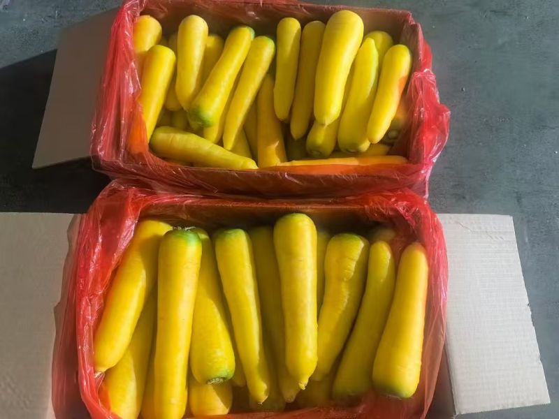 黄胡萝卜产地直销精品货通货出口品质