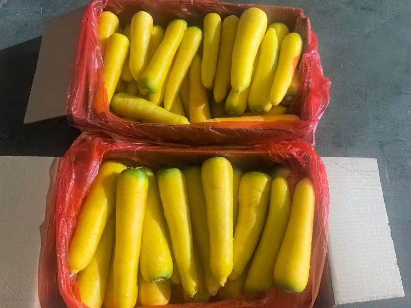 黄胡萝卜产地直销精品货通货出口品质