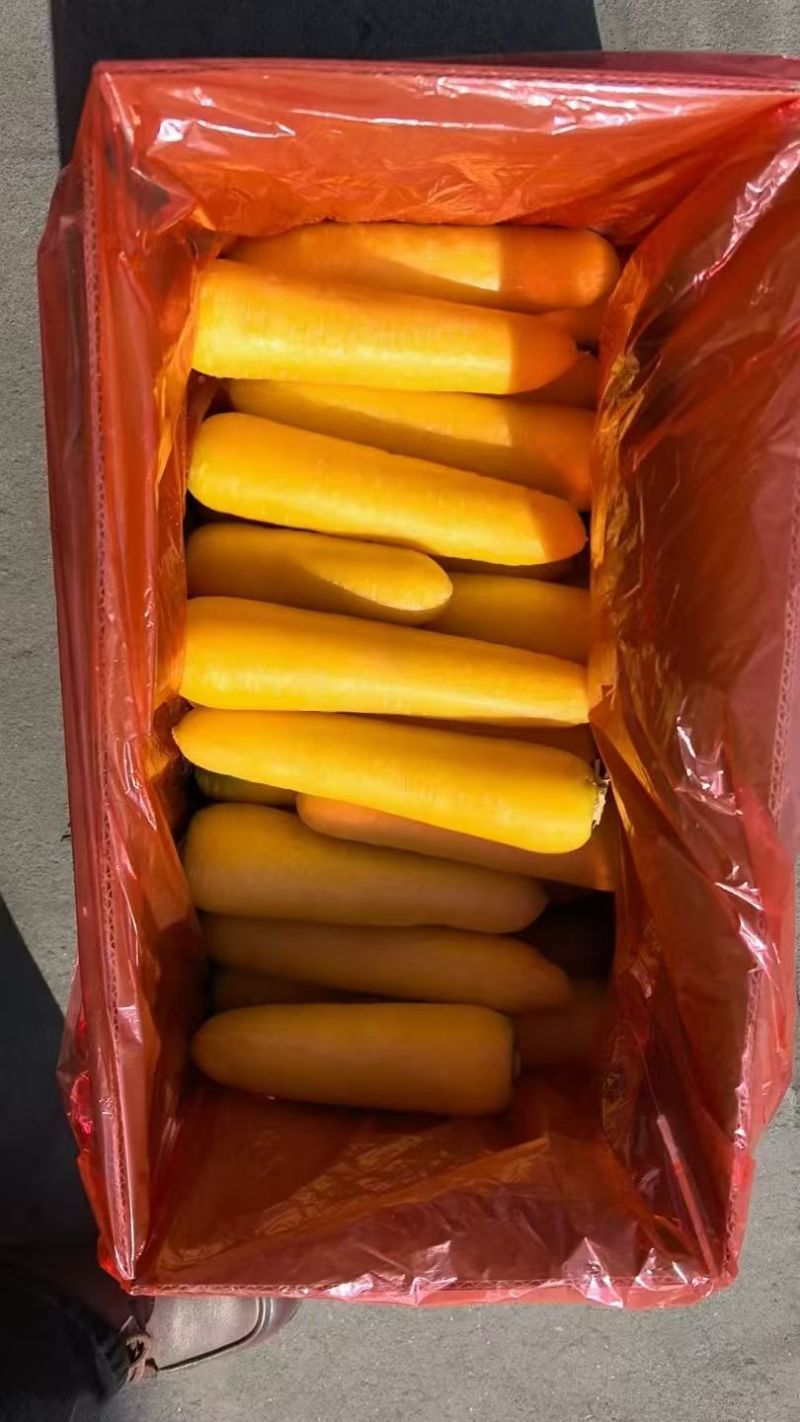 黄胡萝卜产地直销精品货通货出口品质
