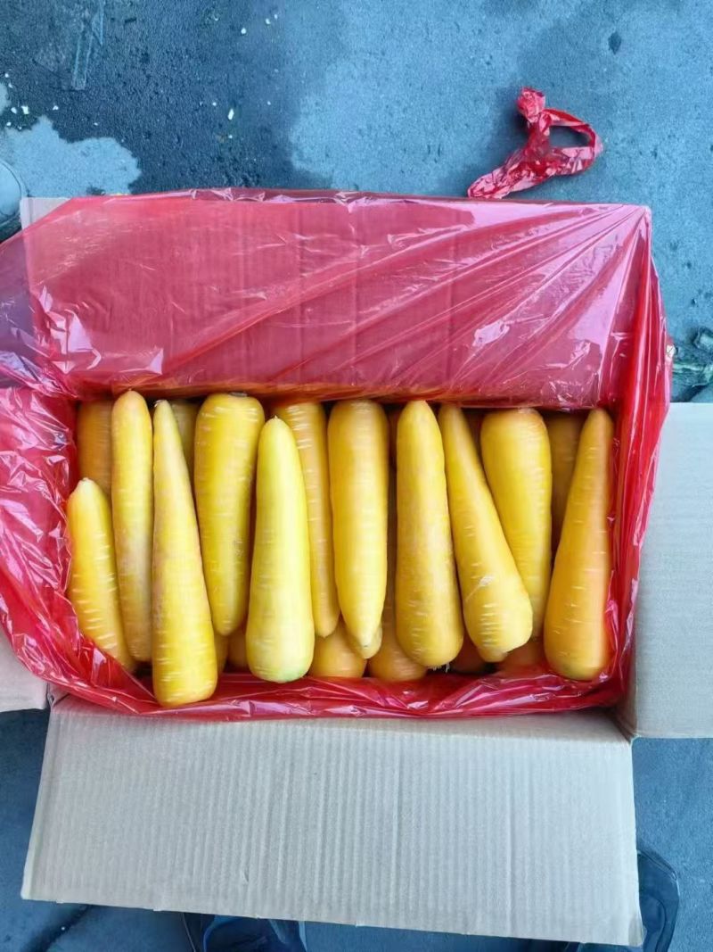 黄胡萝卜产地直销精品货通货出口品质