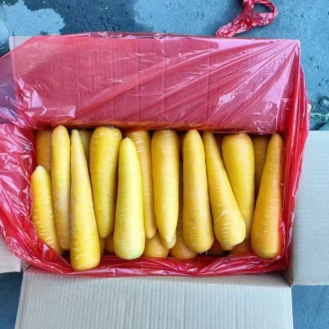 黄胡萝卜产地直销精品货通货出口品质