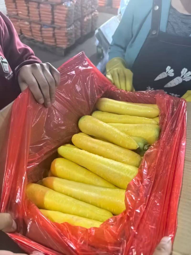 黄胡萝卜产地直销精品货通货出口品质