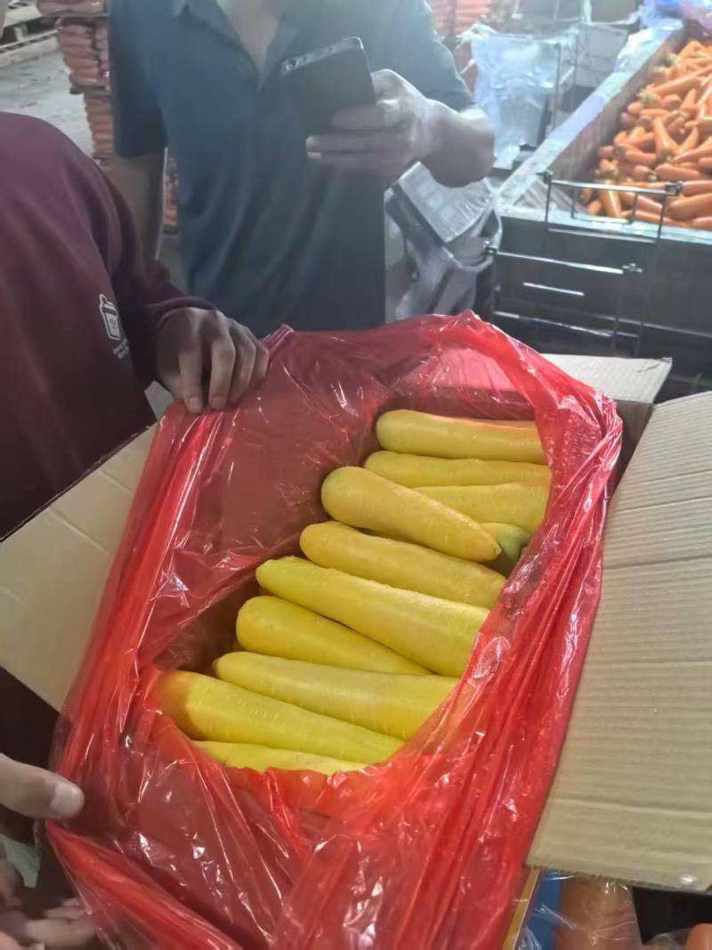 黄胡萝卜产地直销精品货通货出口品质