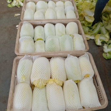 精品黄心大娃娃菜可供市场商超需要的联系我