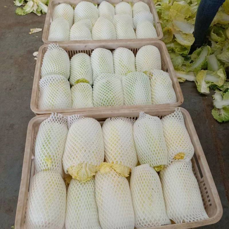 精品黄心大娃娃菜可供市场商超需要的联系我