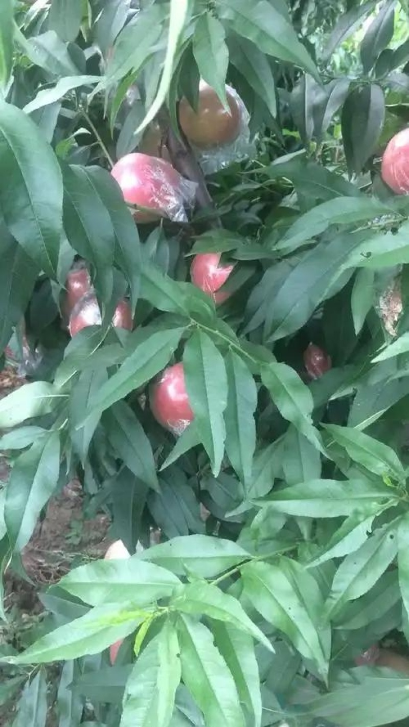 郑三毛桃，突围桃，秦王桃，中桃五号，阿布白桃，超越毛桃。