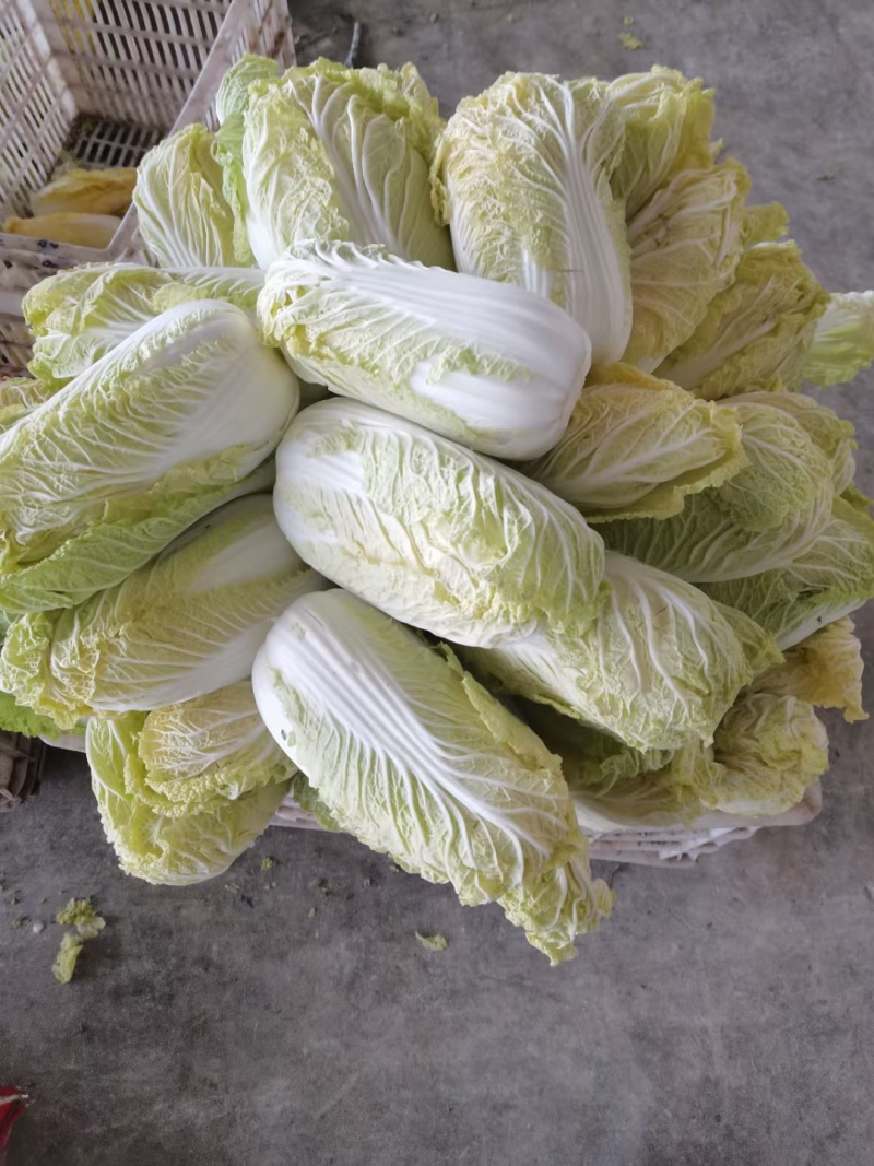 精品黄心大娃娃菜可供市场商超需要的联系我