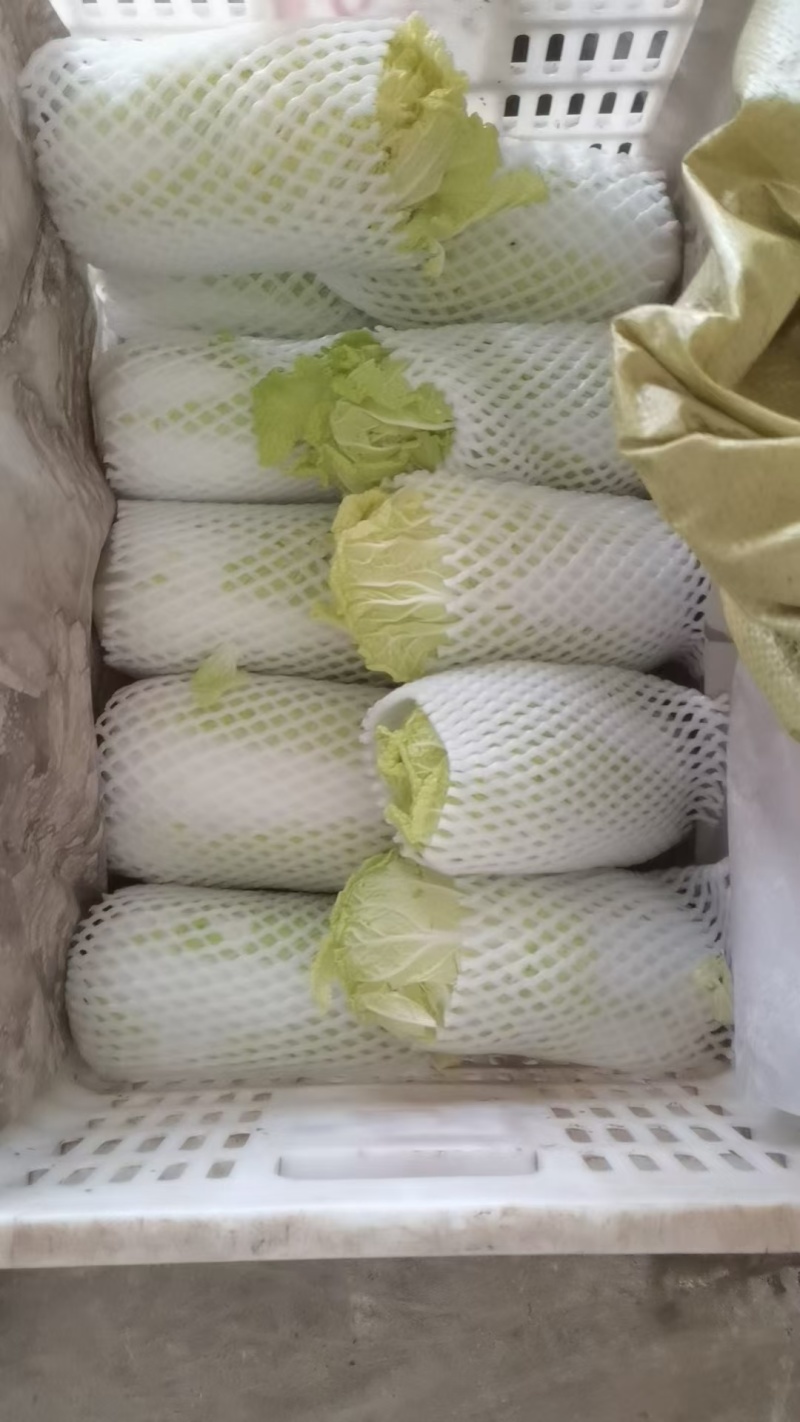 精品黄心大娃娃菜可供市场商超需要的联系我