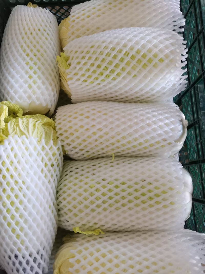 精品黄心大娃娃菜可供市场商超需要的联系我