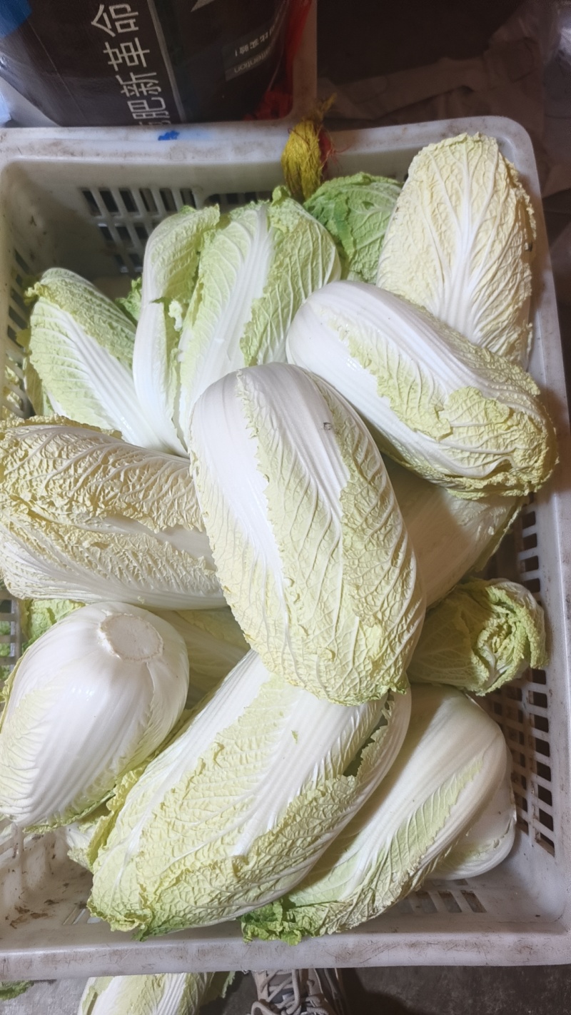 精品黄心大娃娃菜可供市场商超需要的联系我