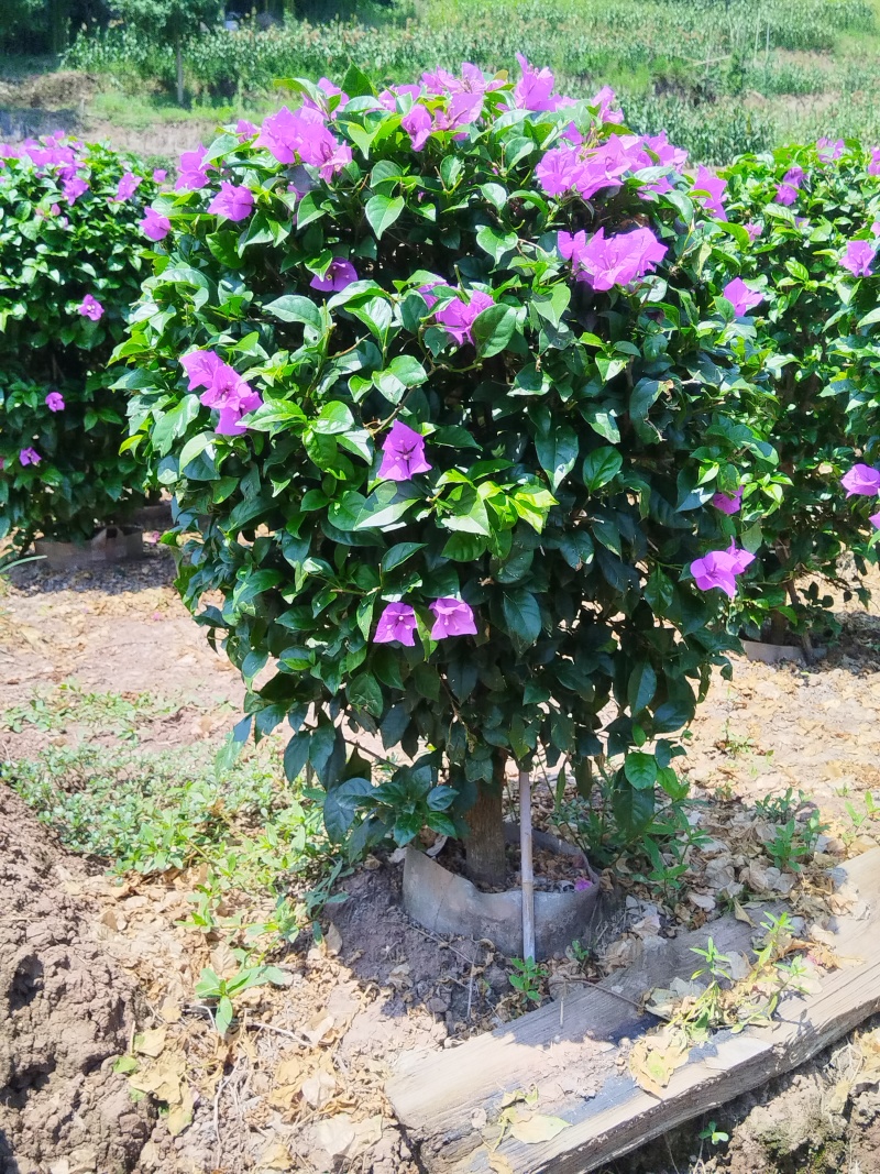 紫花三角梅精球，基地直发，量大从优，对接市政绿化工程，