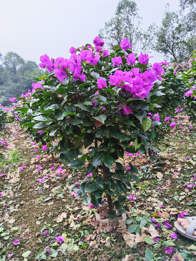 紫花三角梅，叶片肥厚品种优良对接市政工程绿化园林