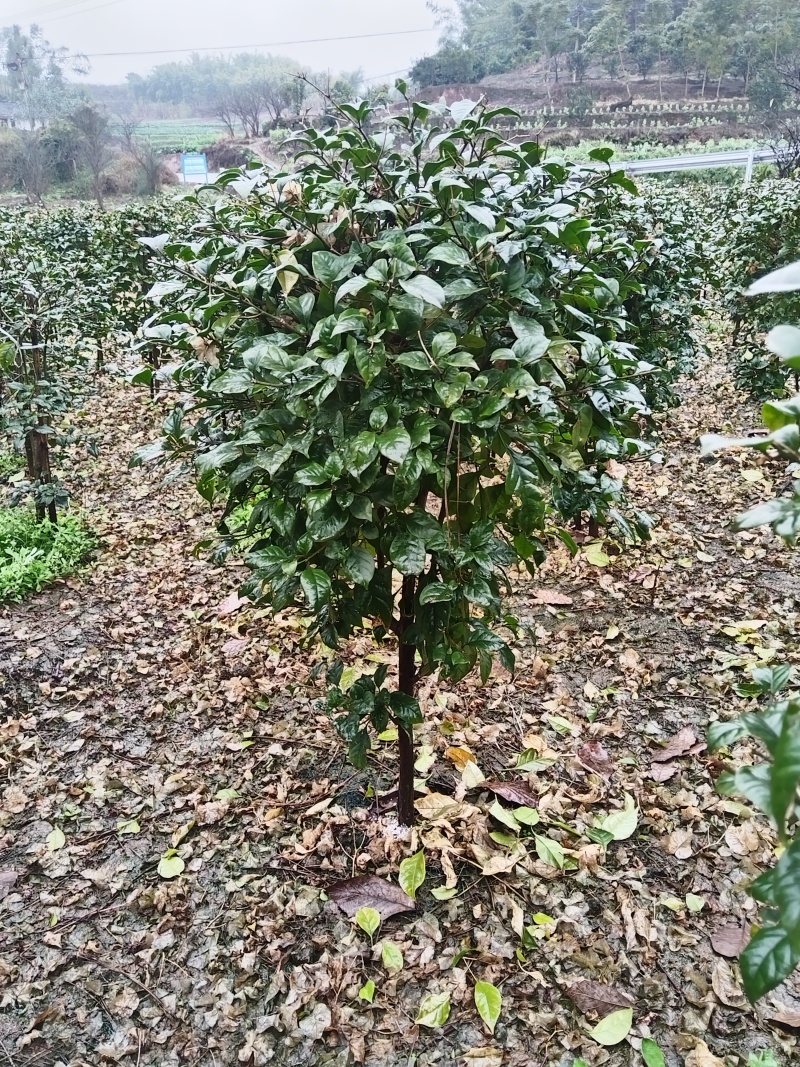 紫花三角梅，叶片肥厚品种优良对接市政工程绿化园林