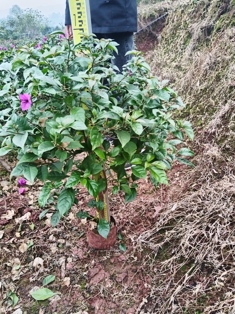 紫花三角梅，叶片肥厚品种优良对接市政工程绿化园林