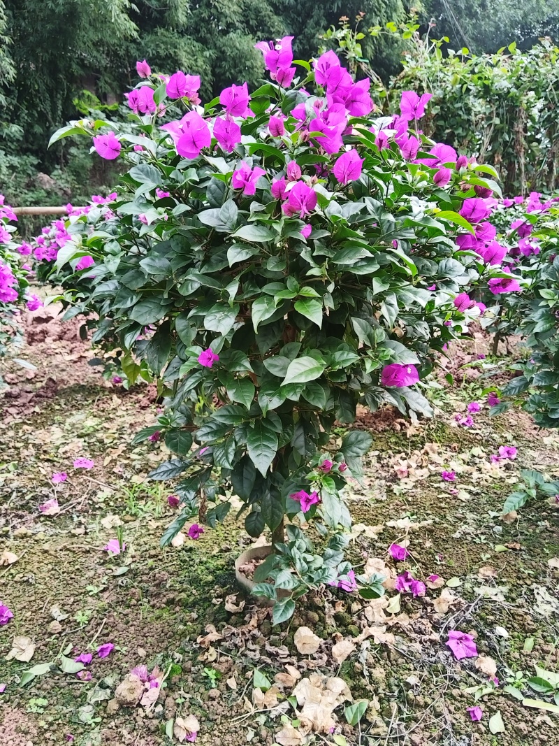 紫花三角梅，叶片肥厚品种优良对接市政工程绿化园林