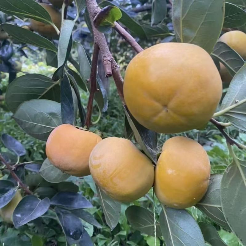 （甜脆爽口）云南正宗甜脆柿子应季新鲜水果整箱批发