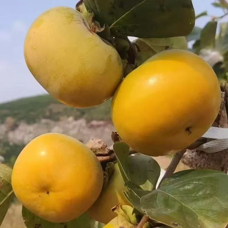 （甜脆爽口）云南正宗甜脆柿子应季新鲜水果整箱批发