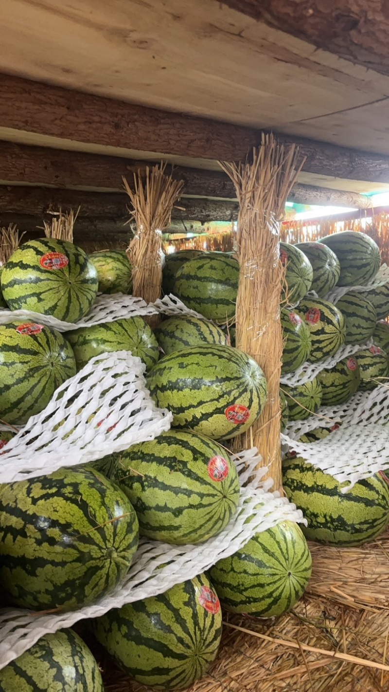 甘肃硒砂瓜