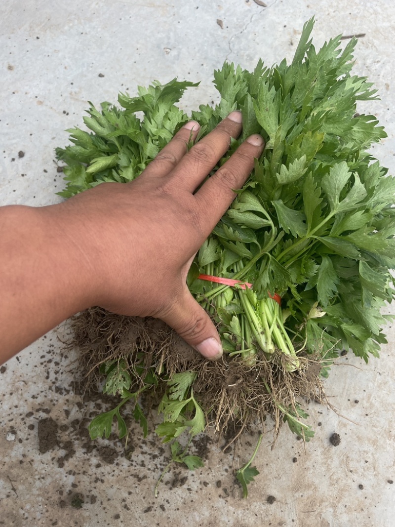 法国皇后芹菜苗