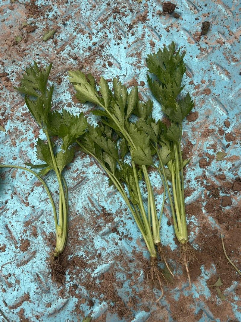 法国皇后芹菜苗