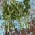法国皇后芹菜苗