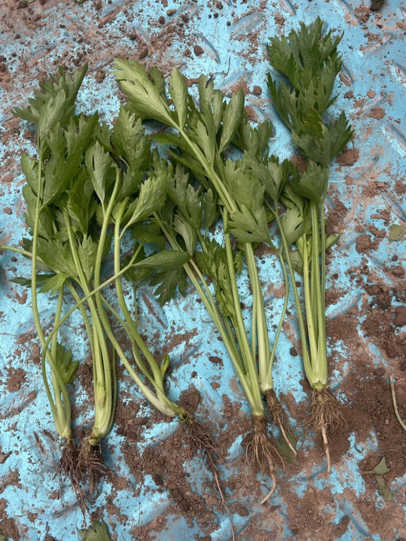 法国皇后芹菜苗