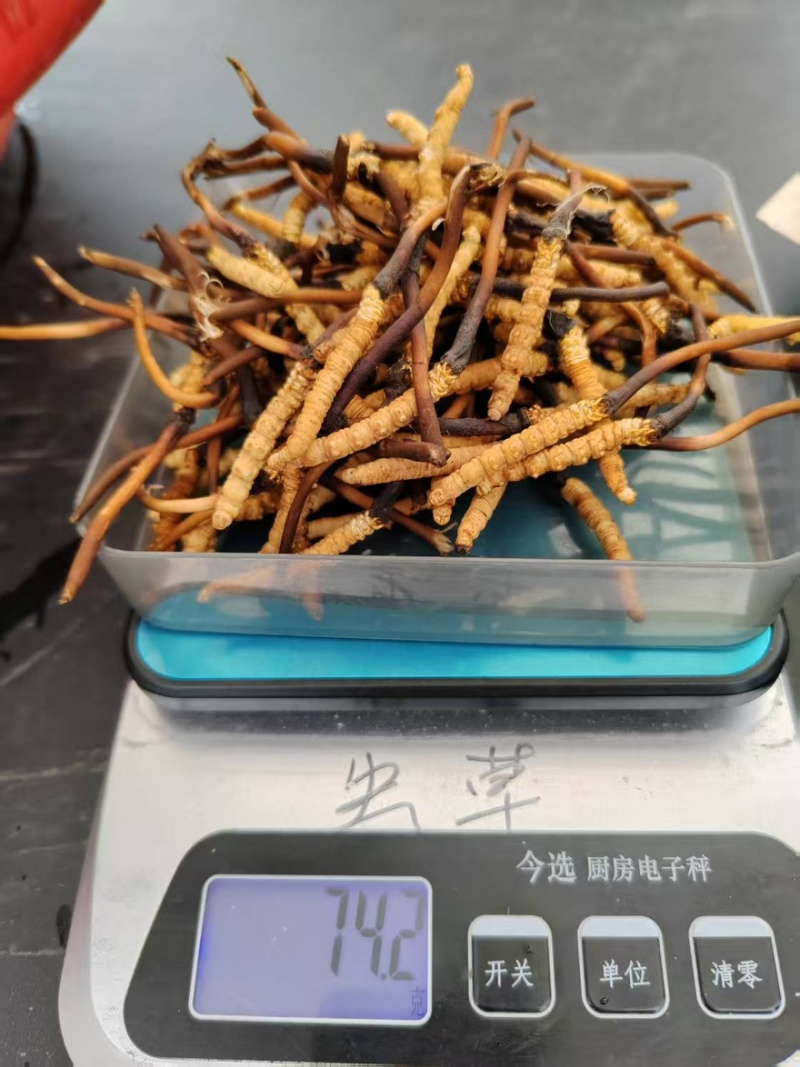 川藏高海拔地区冬虫夏草野生品质保证诚信经营